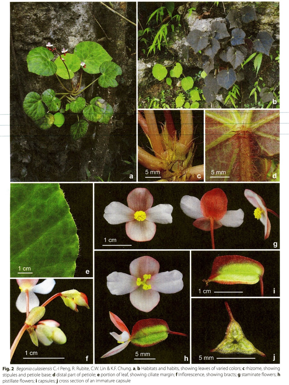 B. culasiensis